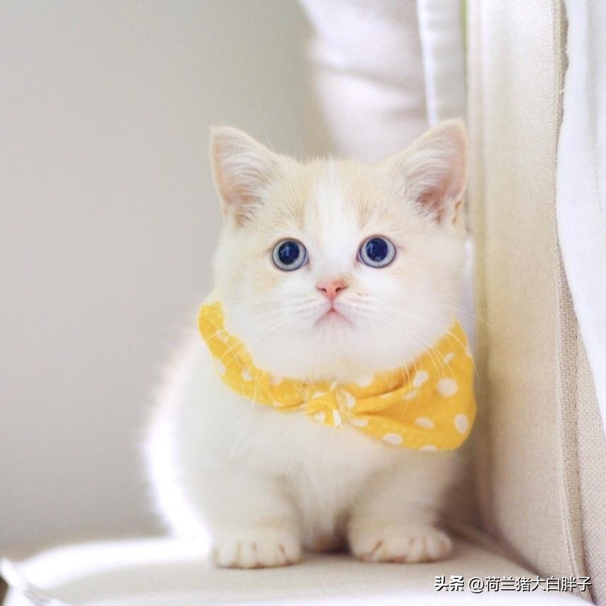 中国国际航空托运猫咪价格 (航空托运猫咪到家后注意事项)