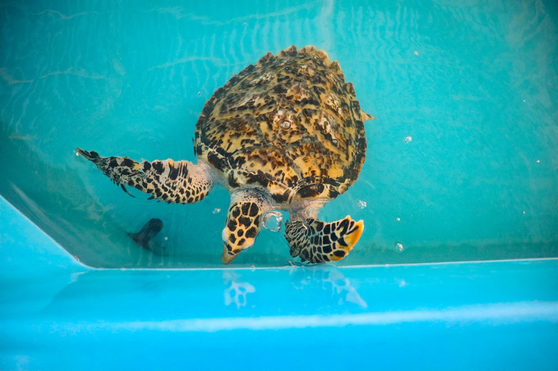 斯里兰卡旅游攻略必去景点,斯里兰卡旅游攻略最佳时间