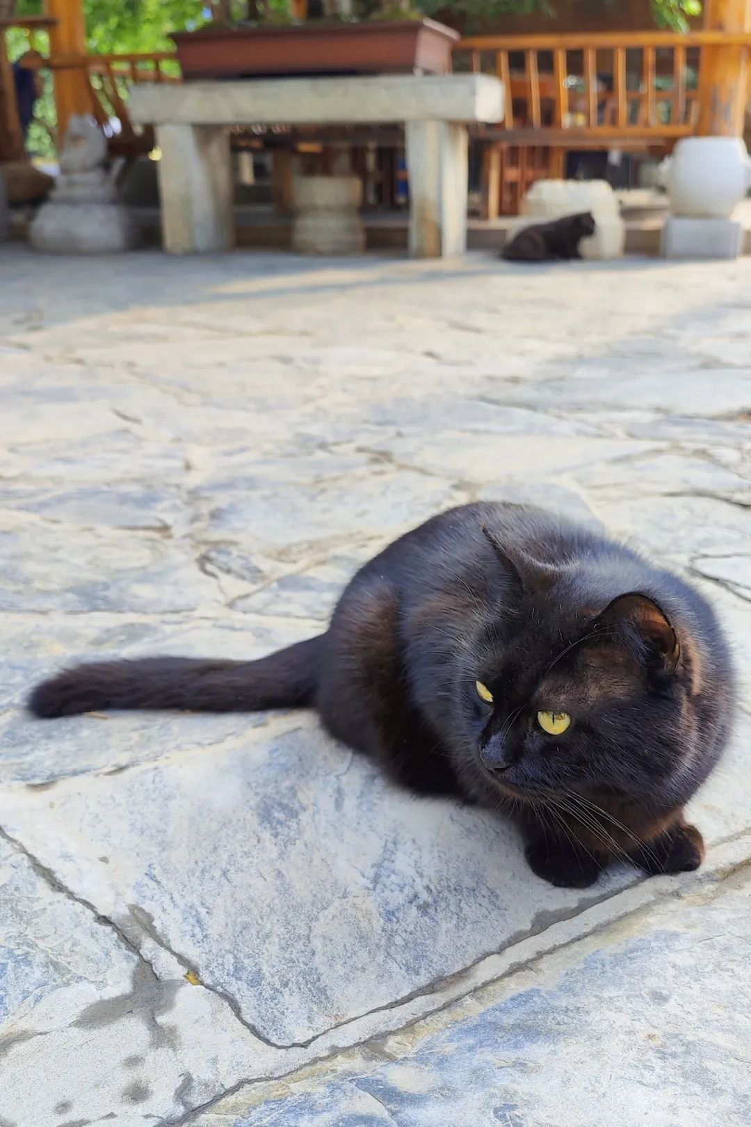 奇怪的蓝星人，小猫咪不懂