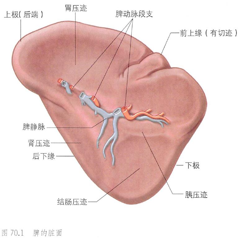 输尿管和髂血管解剖,脾胰解剖图