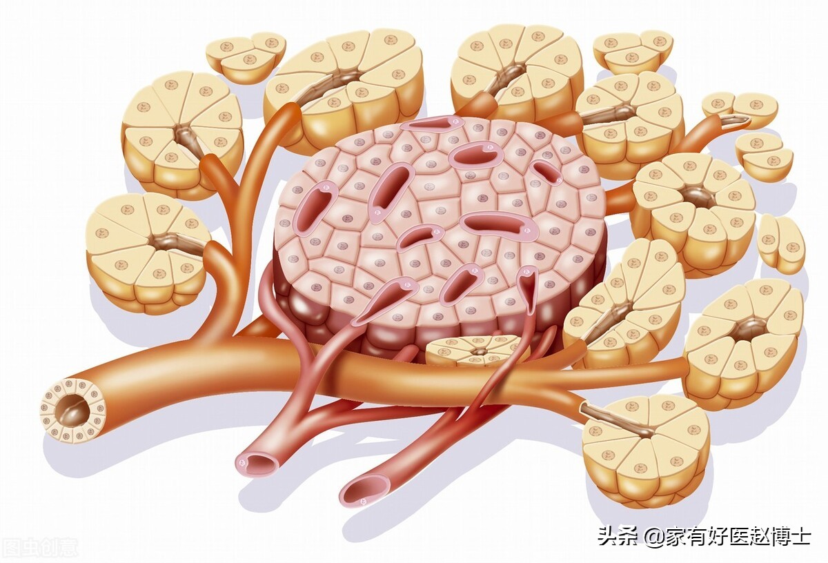 体内胰岛素严重分泌不足如何治疗,胰岛素轻微抵抗怎么办