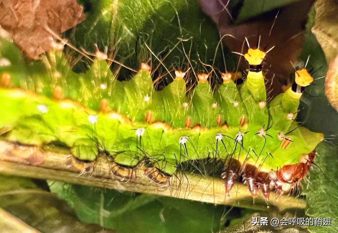 绿尾大蚕蛾怎么样驱除,大蚕蛾饲养记录