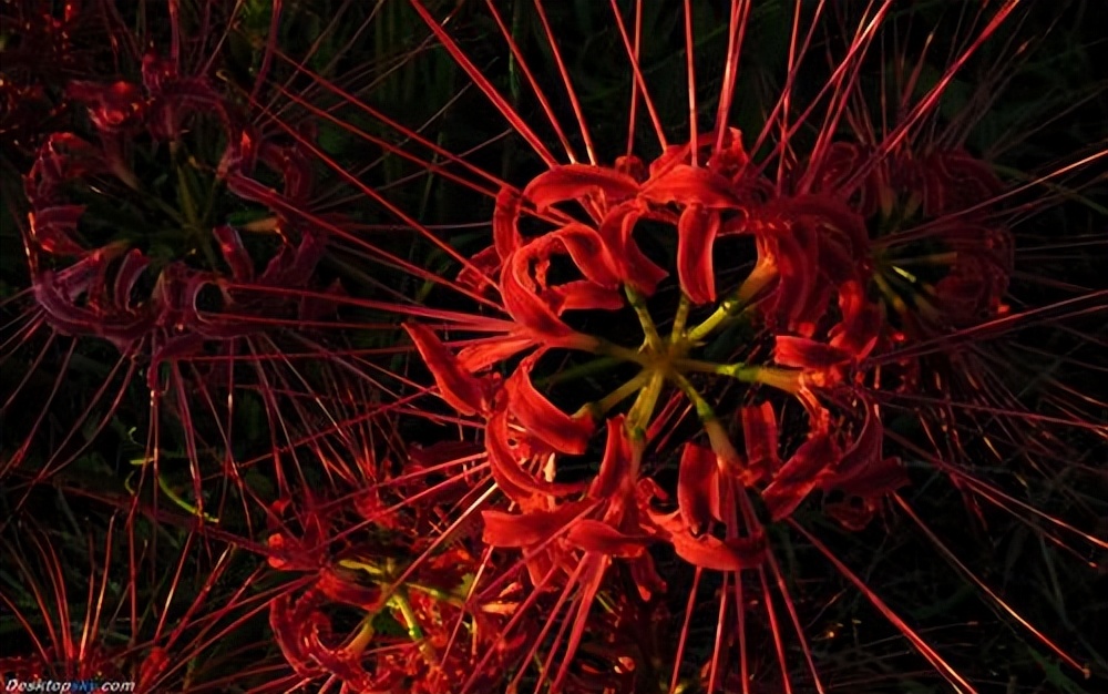 彼岸花怎么养才正确,彼岸花栽培技巧