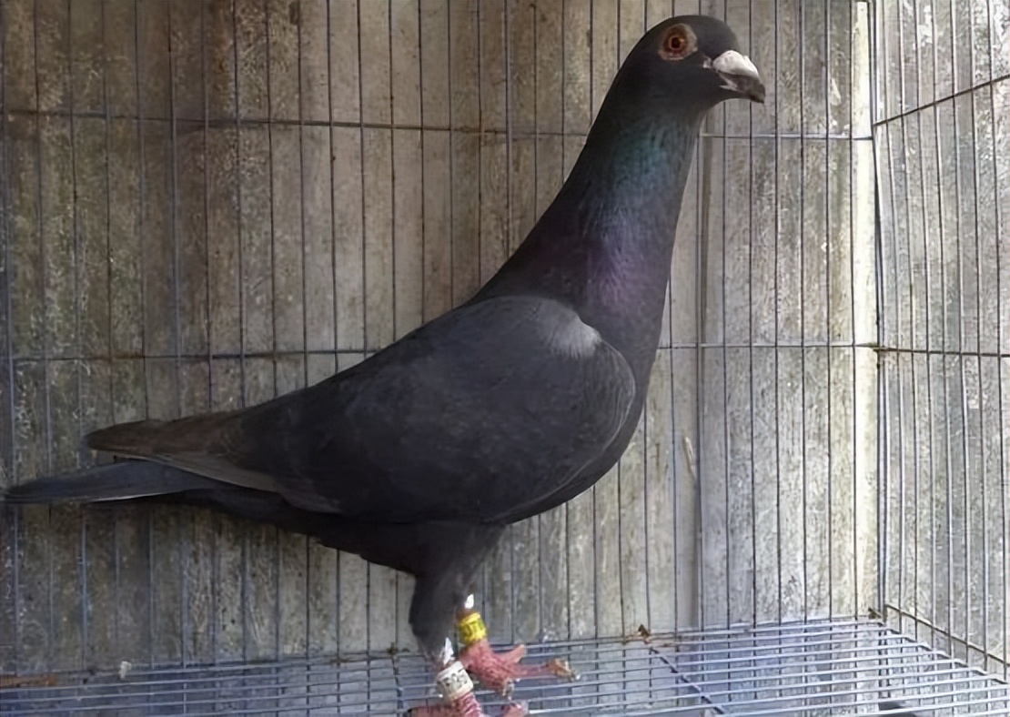 鸽子先清理呼吸道还是毛滴虫,给鸽子清理呼吸道用什么药