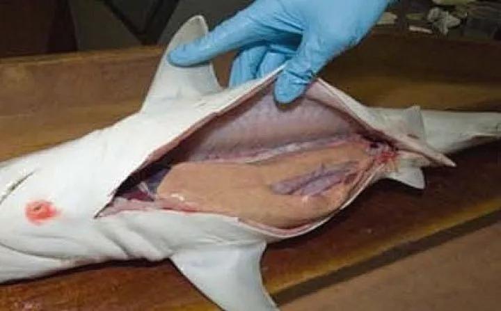 日本角鲨烷精油,角鲨烷精油正品