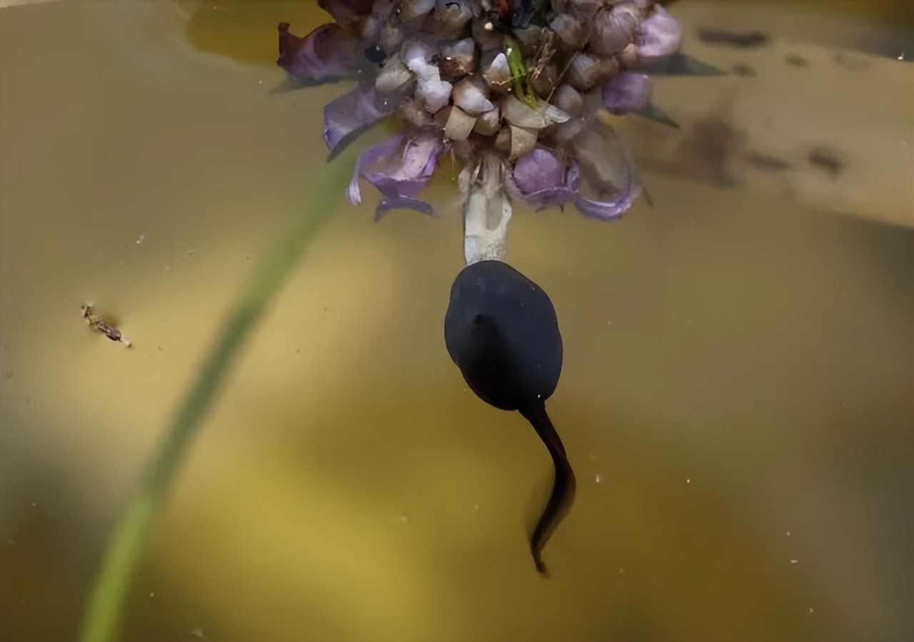 春天，农村孩子最爱到河边玩蝌蚪，它们的嘴巴小得只有针眼大