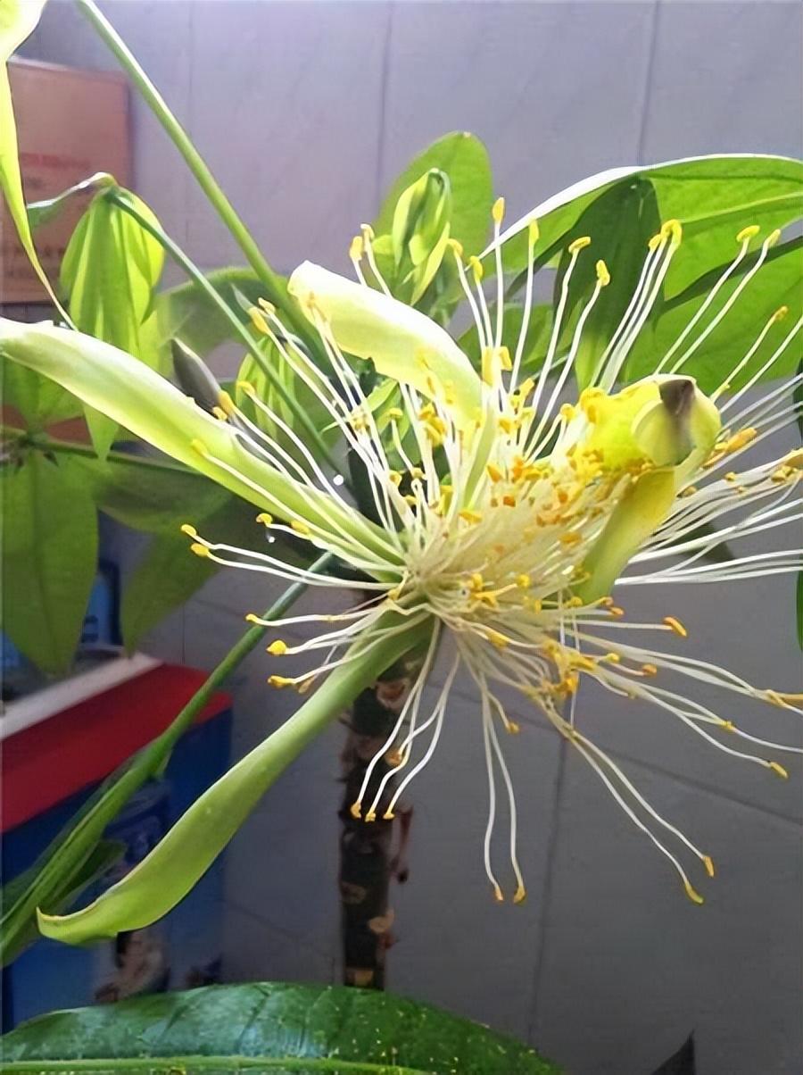 抗冻开花寓意旺家的盆栽植物花卉,旺家四季开花耐寒耐热植物