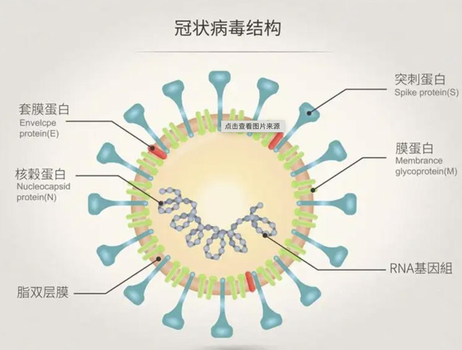 核酸和抗原哪个成本高些,核酸与抗原的区别图解