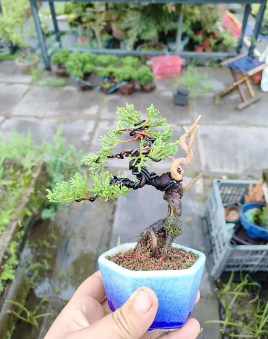 盆景一二三级枝修剪,盆景修剪的九大技法