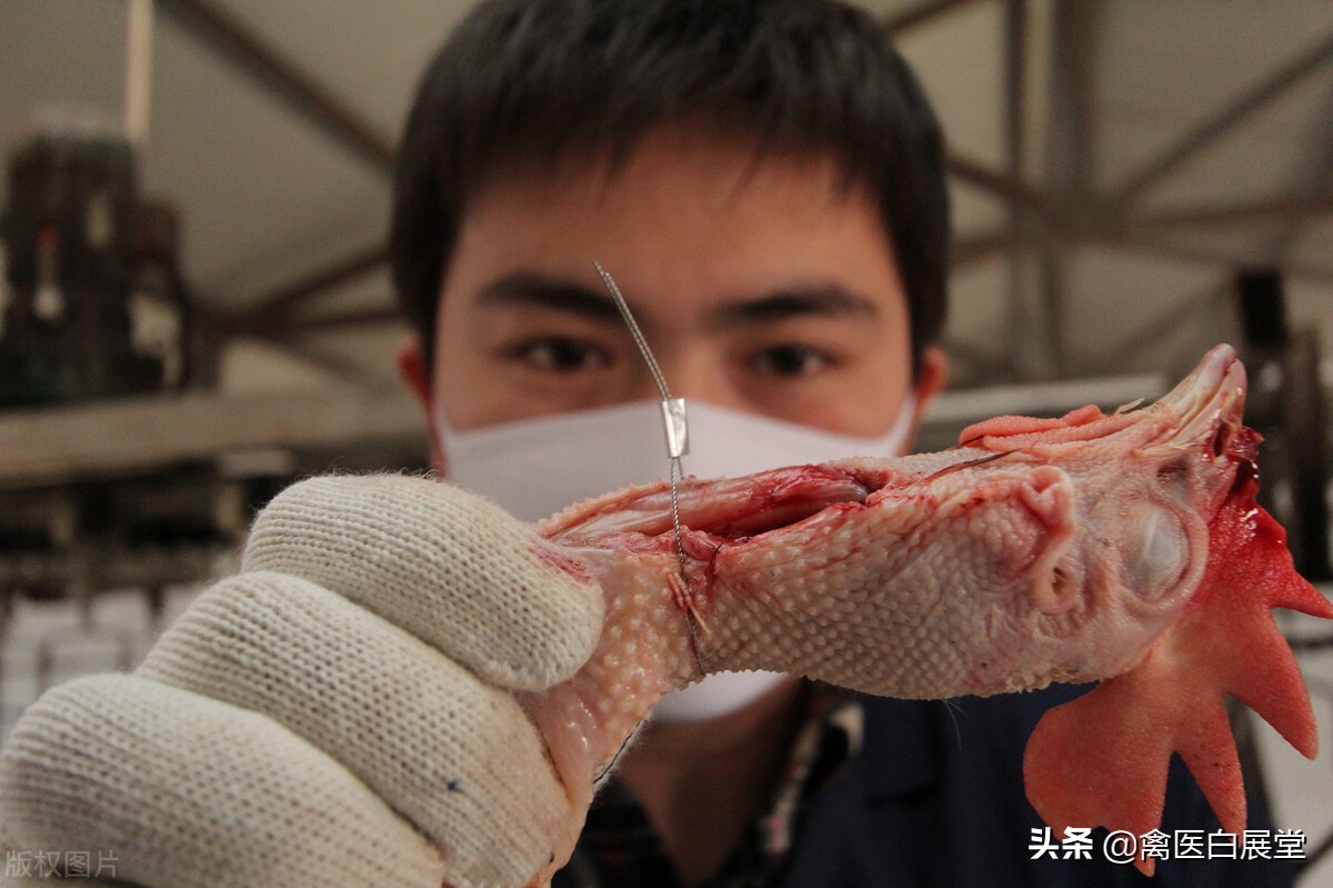 肉毛鸡未来走势,辽宁肉毛鸡今日走势分析