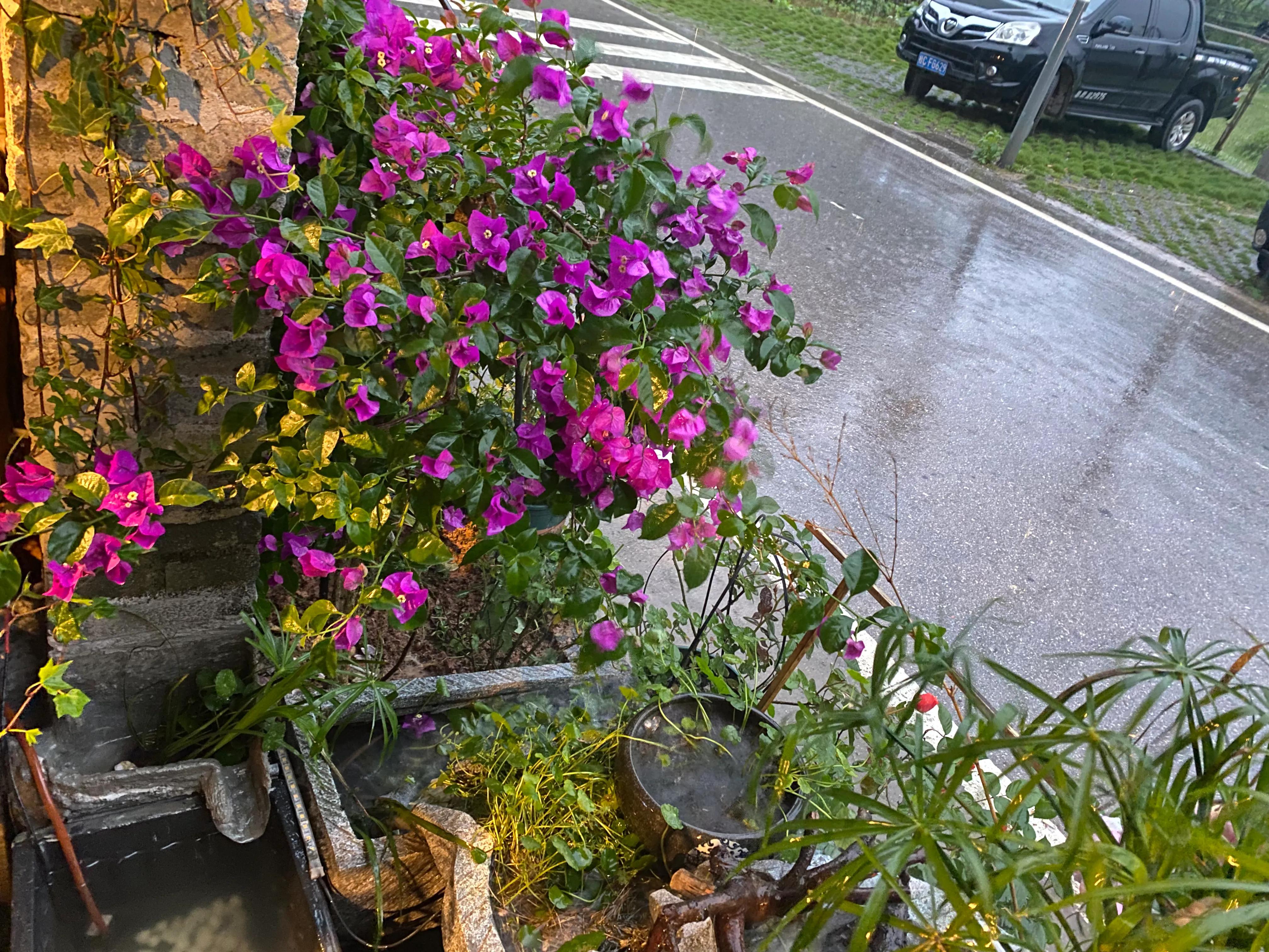 如何打造一个四季有景的庭院花园,如何打造一个四季花开的庭院