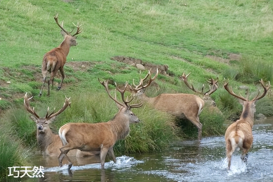 新西兰鹿茸片为什么那么便宜,新西兰鹿茸药用价值为什么低