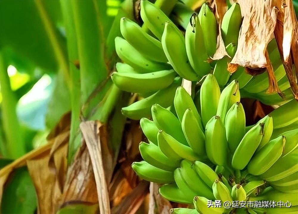 陕西宾馆迎来最佳观花赏景季节,陕西宾馆内景色