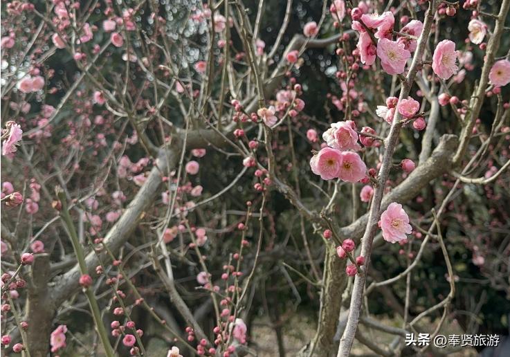 赏梅胜地梅园,赏梅好时节