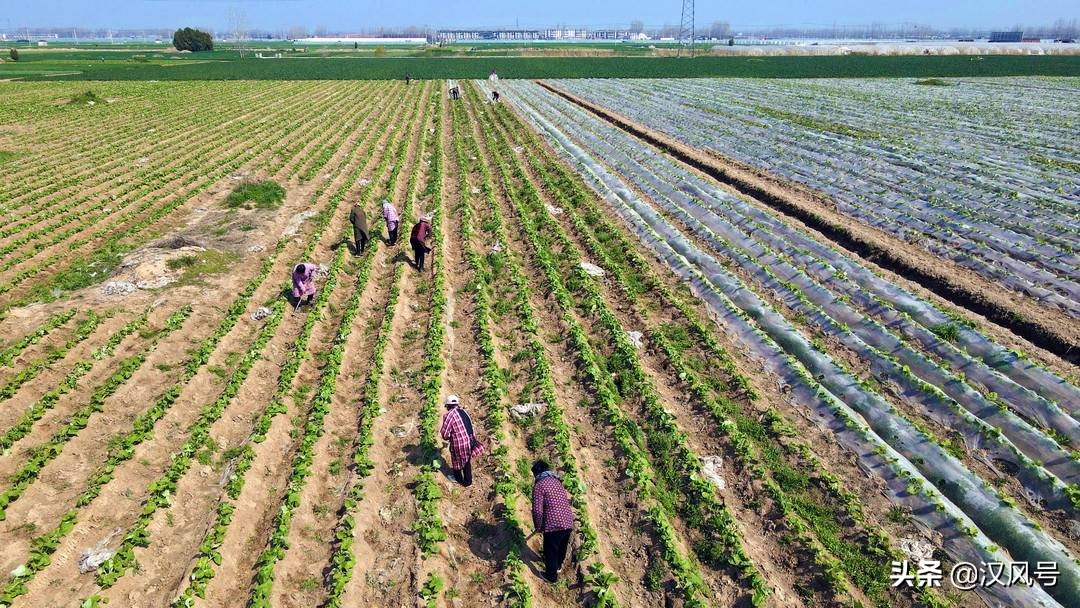 沙土地里种红薯,沙土地种出大西瓜