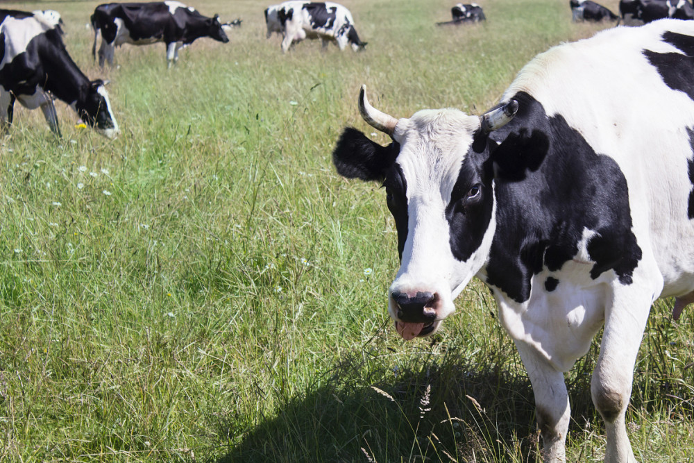 最常见的牛皮肤病种类,牛皮肤病症状及治疗方法视频