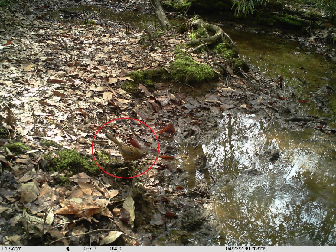 自然秘境大图鉴鸟类王国,奇妙大自然探秘鸟类世界