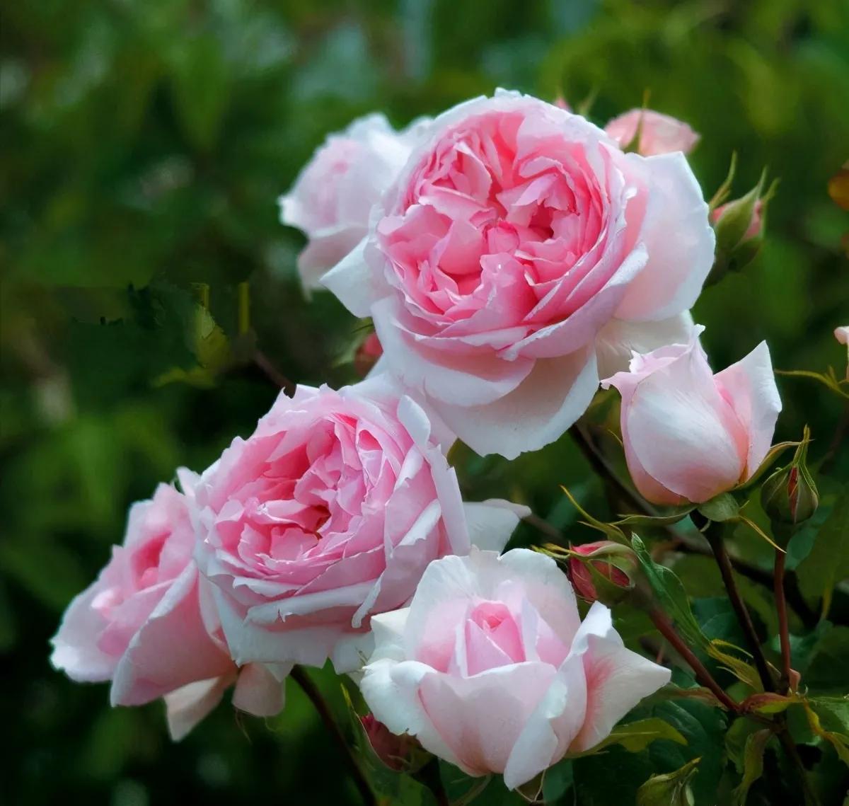 这才是最美的玫瑰花图片,最好看的紫色玫瑰花图片