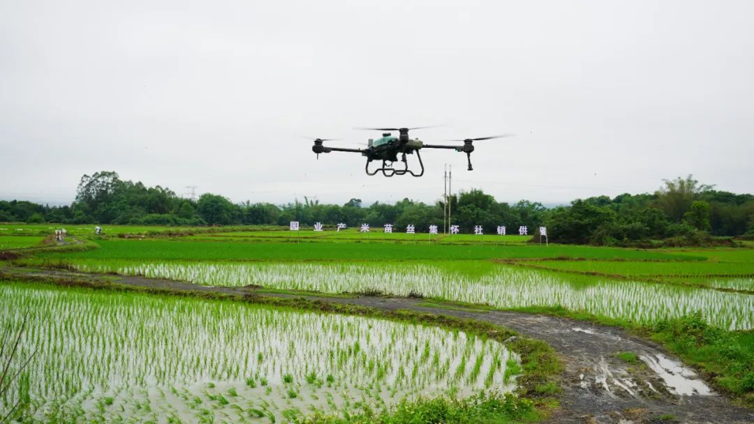 【乡村振兴】怀集丝苗米产业园：积极探索农业发展新模式推动怀集丝苗米高质量发展