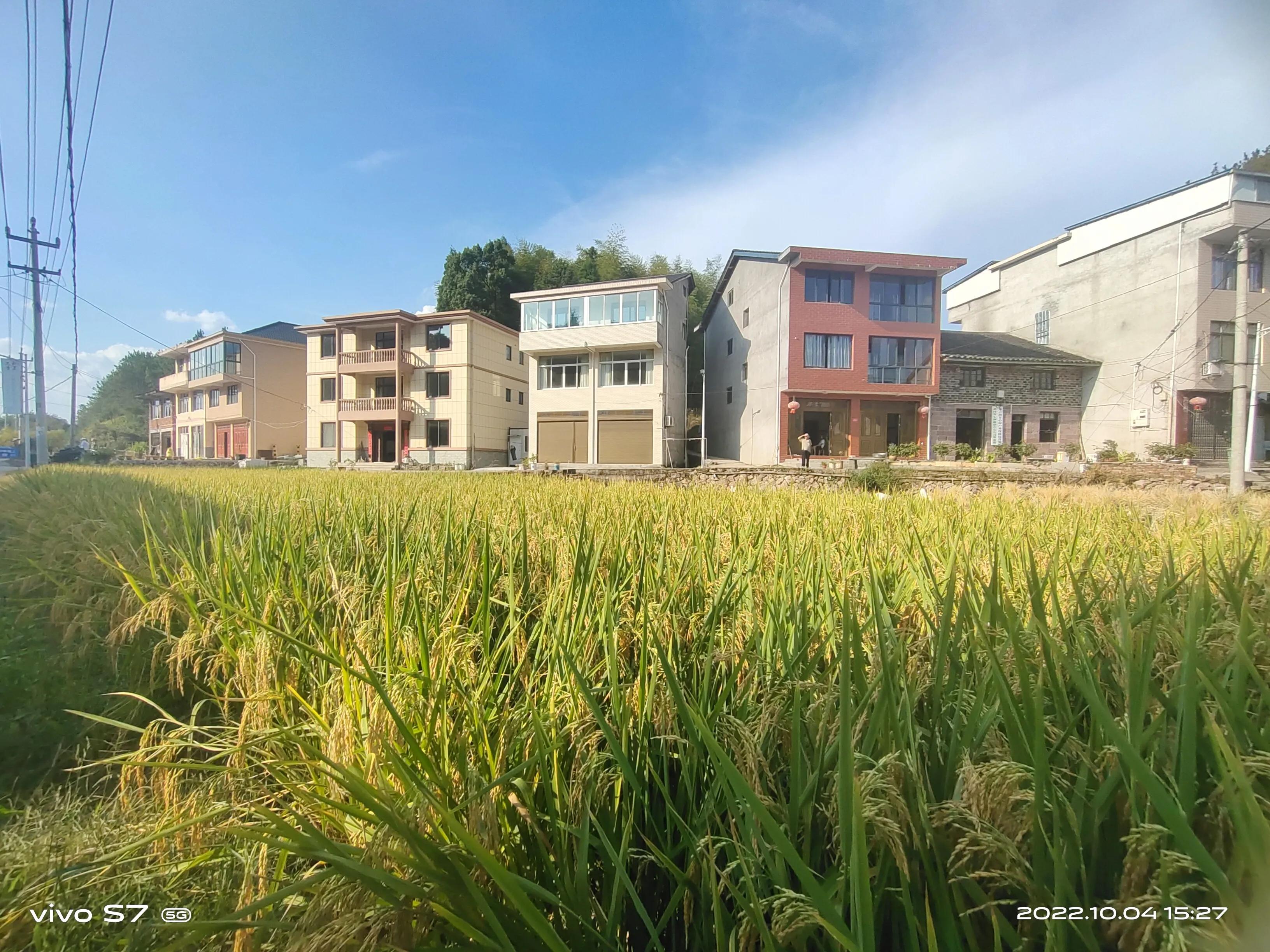 泰顺三杯香茶官网,泰顺县三杯香茶产地