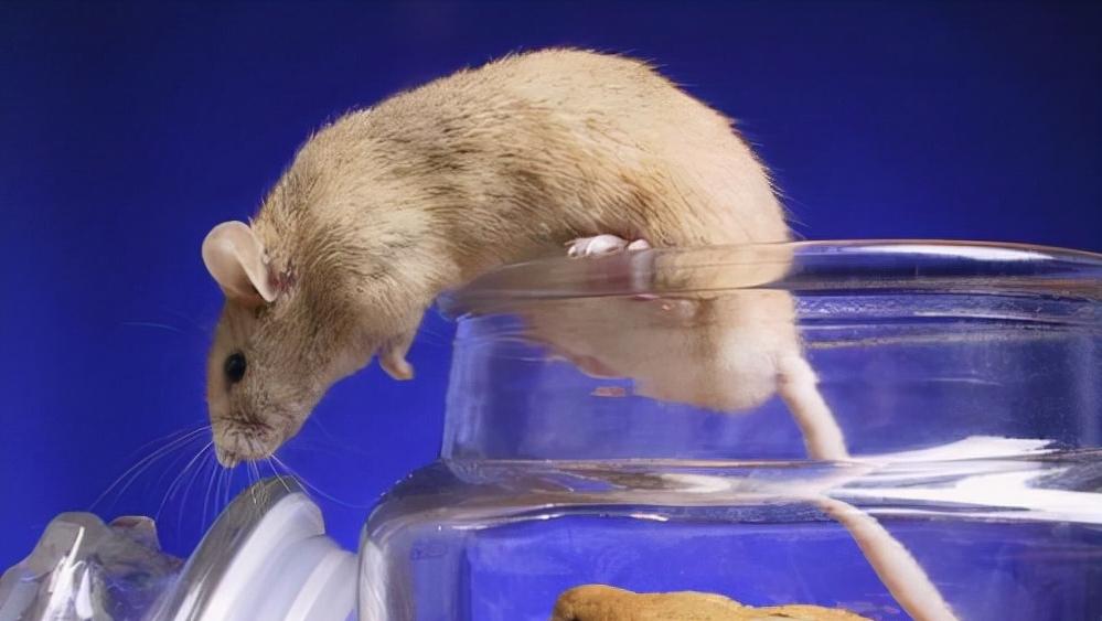 鼠王被抓叫来老鼠报复咬人,老鼠爬到床上为什么还会咬人