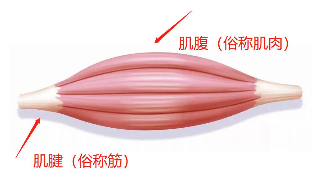 手腕细怎么变粗壮男生,如何锻炼手腕使手腕变粗