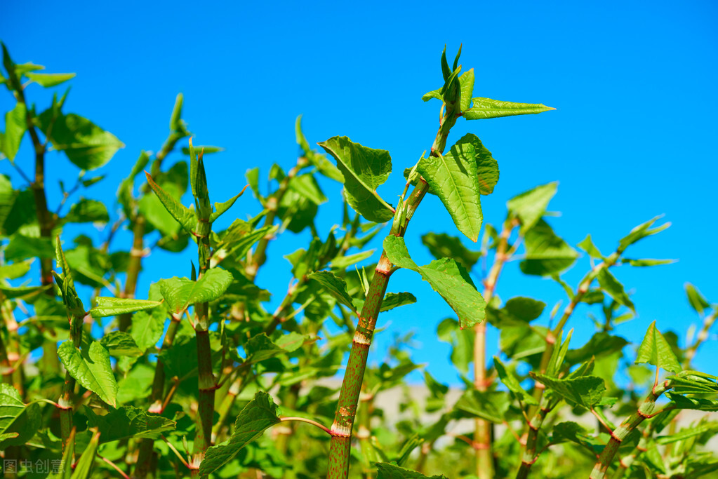 适合山区农村种植的经济作物,山区旱地适合种植啥经济作物
