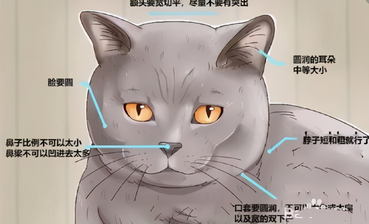 买英短看品相,买英短猫要问卖家什么问题