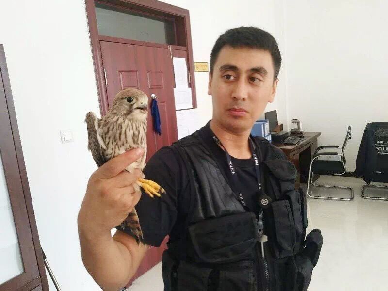 大学生掏16只鸟被判10年真实情况,大学生掏鸟16只获刑10年半的原因