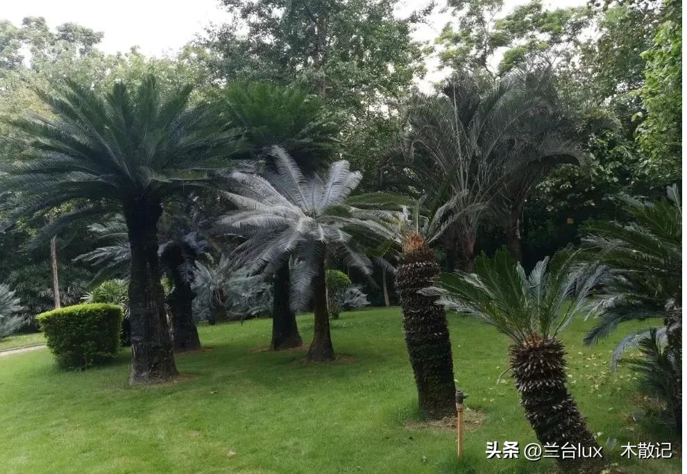 攀枝花的苏铁园有什么,攀枝花苏铁园林介绍