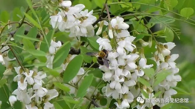 五月槐花香和洋槐蜜有什么区别,又是一年槐花香重温儿时有趣事儿