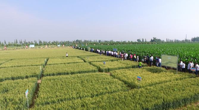 农业扶贫的正确方式,农业技术方面对扶贫的帮助