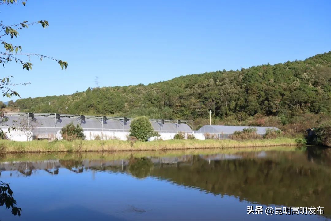 椋熻櫕妞嶇墿宓╂槑,鑺辫壓鏂板疇