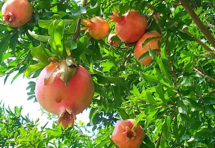 门前种三树宅旺人也旺,门前种三种树会富三代是什么树