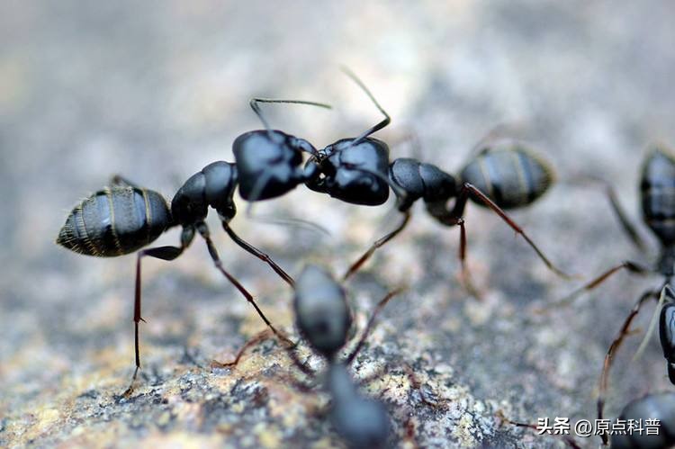 盘点农村小时候常玩的十个昆虫,盘点童年玩过的十种昆虫