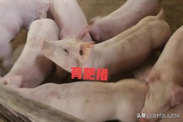 养猪成本与利润计算,养猪成本与利润对比