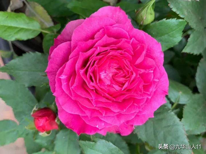 微型月季嫁接最佳品种,丰花微型月季品种有哪些