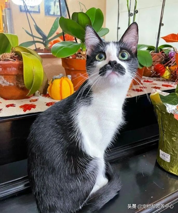 猫咪天生脸圆小鼻子大眼,猫咪小时候有多可爱长大就有多帅