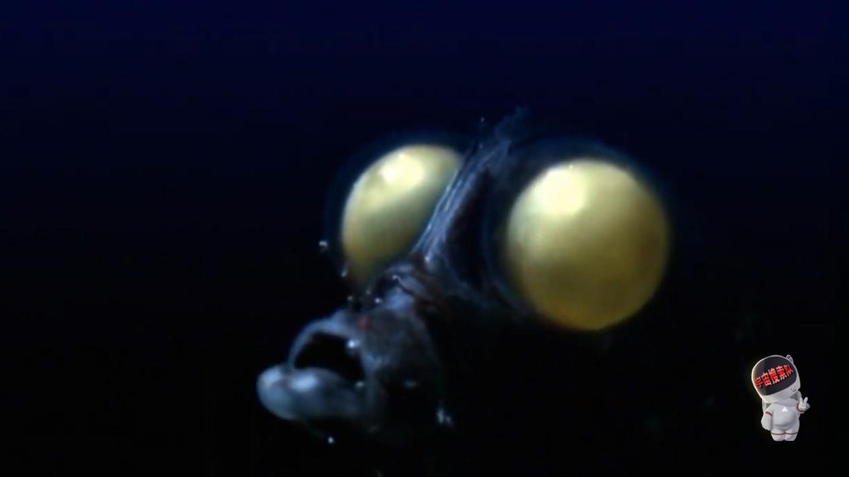人类首次潜入马里亚纳海,人类在马里亚纳海沟发现了什么