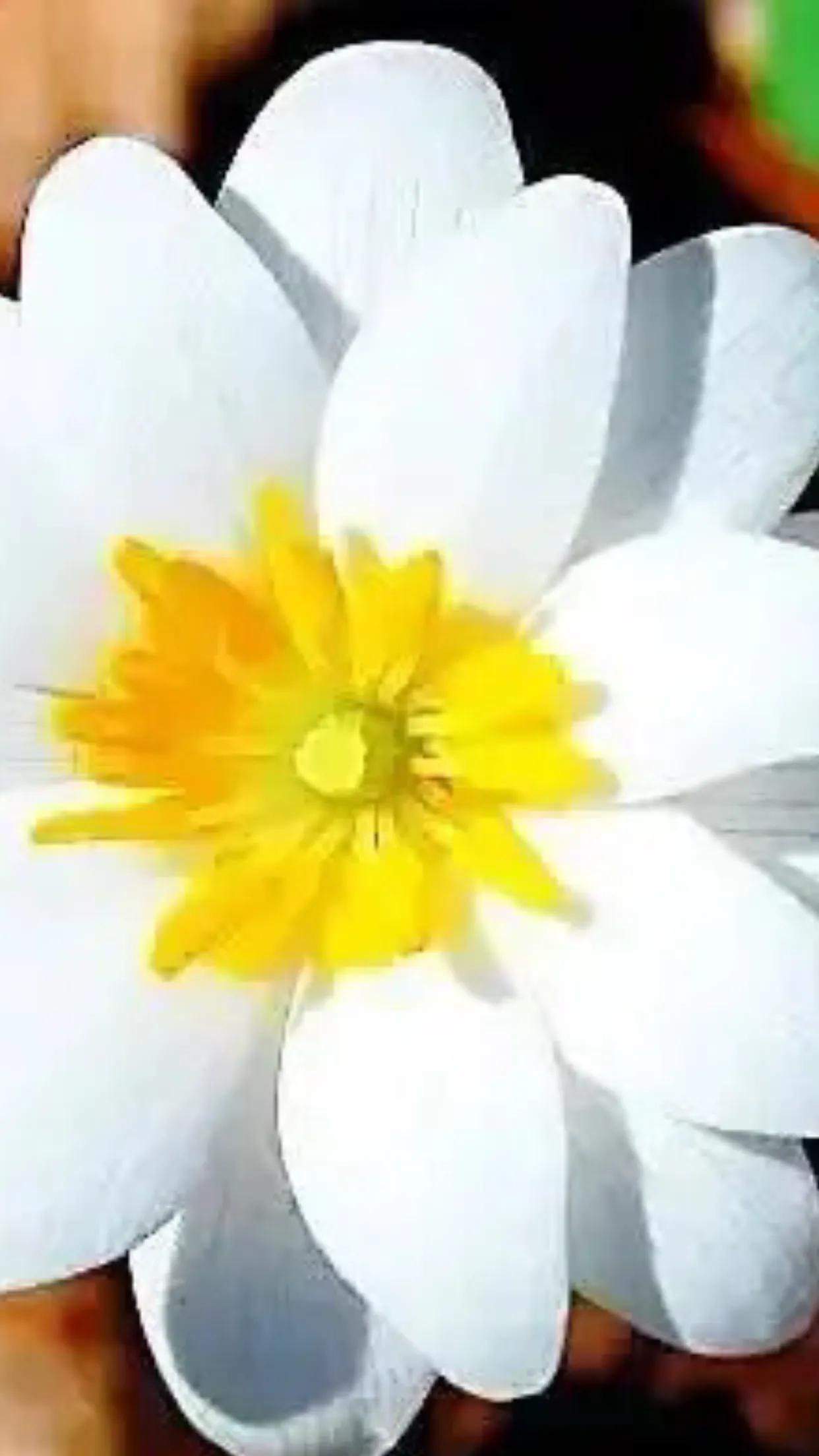 雪割草,雪割草图片