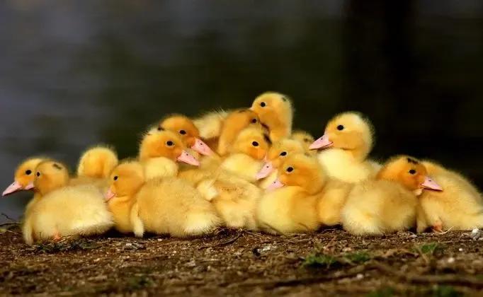 鸭子换毛期会出现哪些症状,鸭子病症都有哪些表现