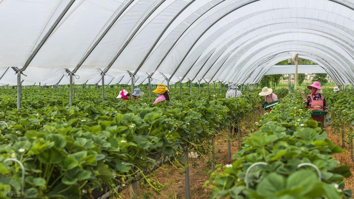 我，90后大学生，毕业后卖草莓，第一年纯利润20多万