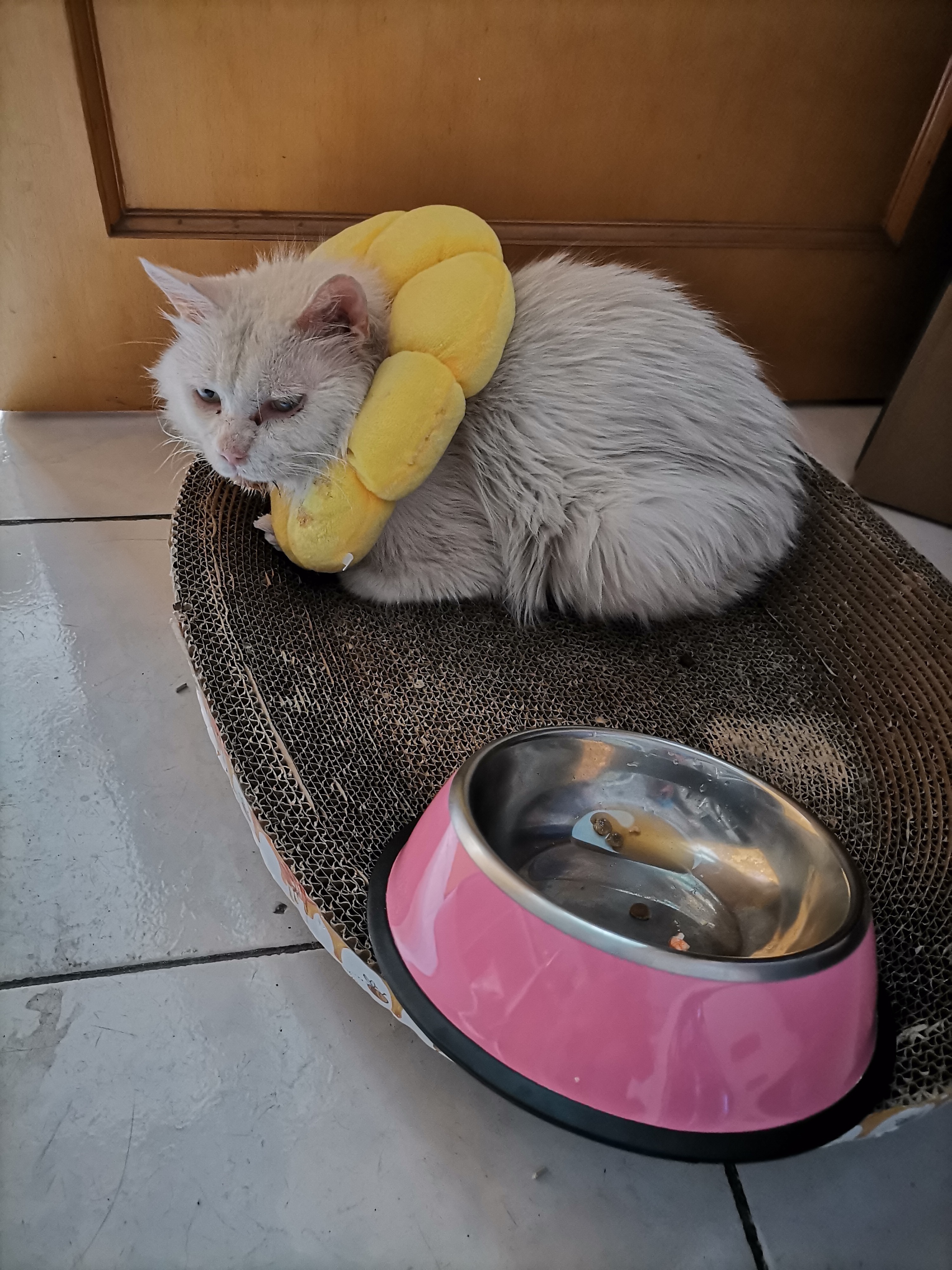 我的第二只猫咪图片,第二只猫来了第一只猫生气