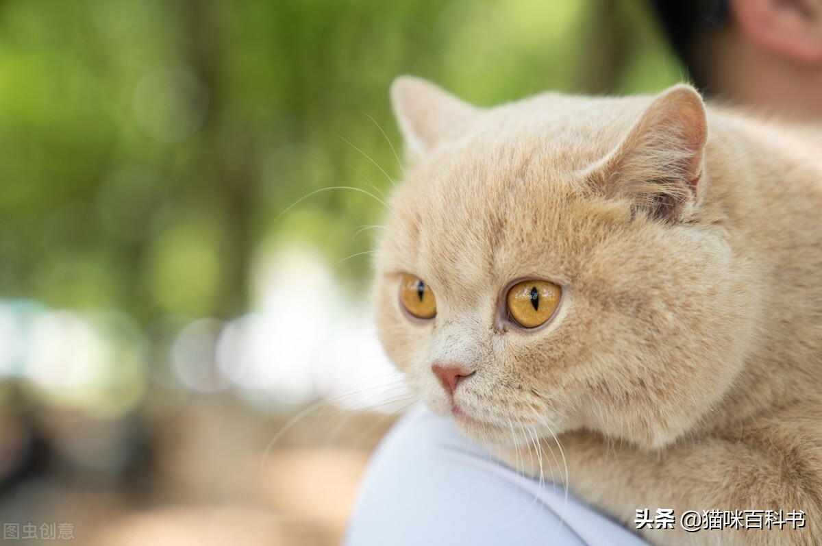 十大公认最难养的猫图片,最不好养的5种宠物是什么