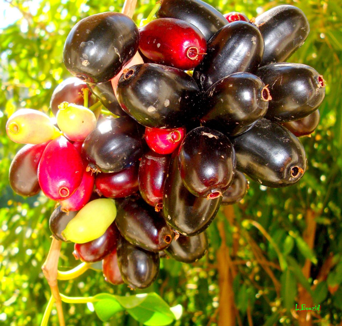 非洲岛国毛里求斯免费水果多到伸手可摘，走走路动动手吃到树上熟