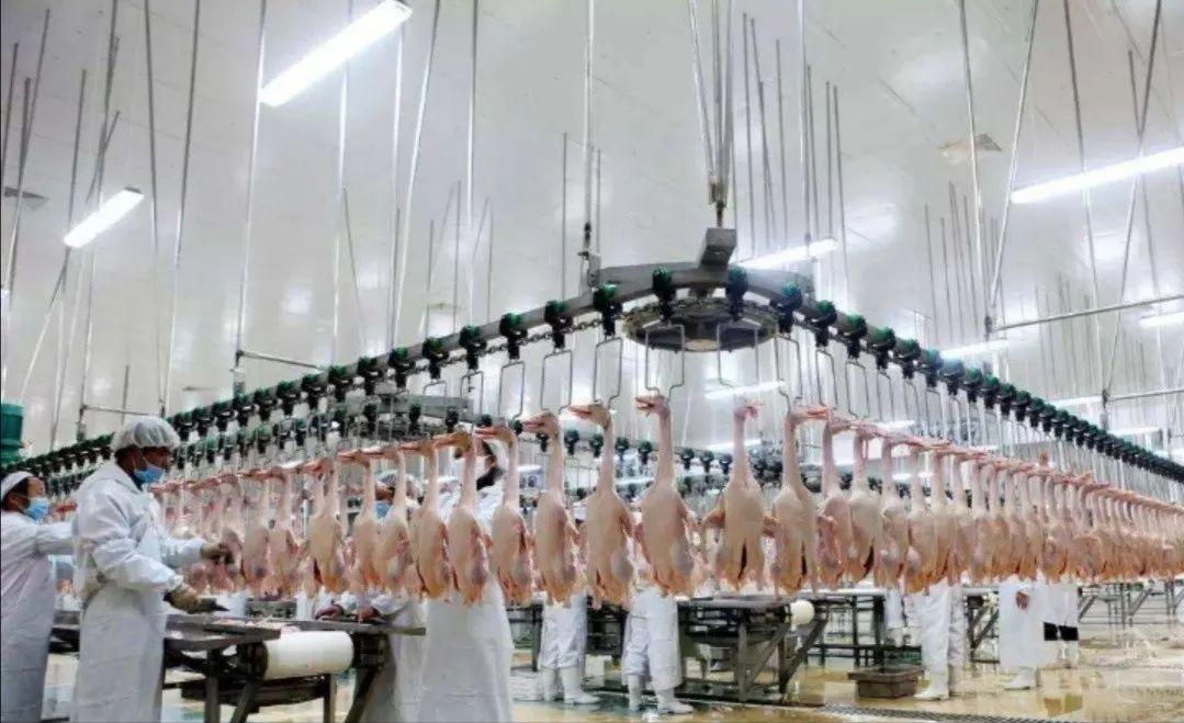 被美国偷去的大熊猫还回来了吗,被美国人偷走的熊猫怎么样了