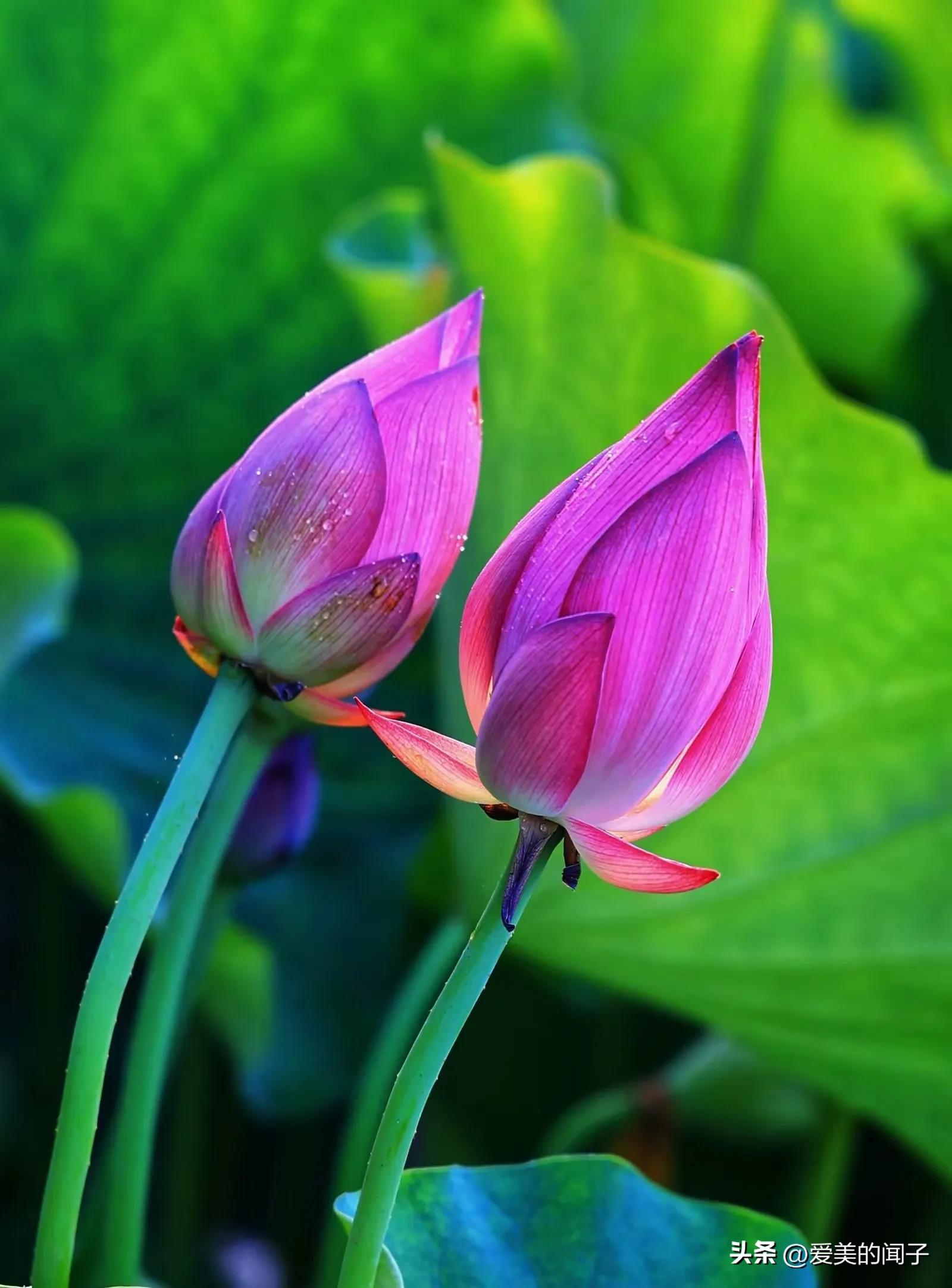荷花仙子美得让人醉,夏日的荷花美景为你带来凉爽