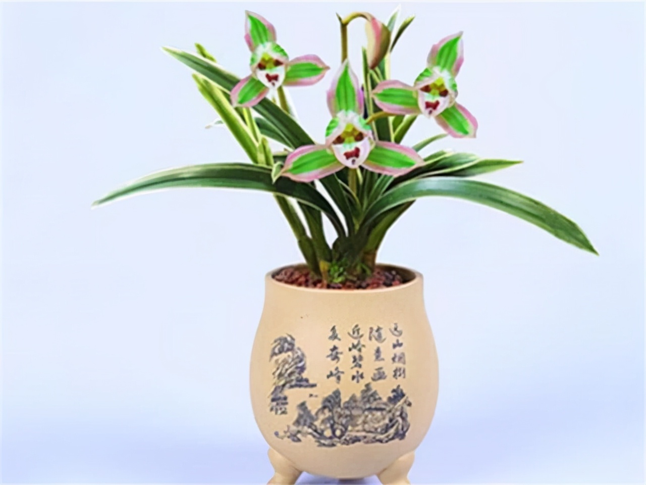 帝王妃金边矮种兰花带花苞,金边兰花帝王妃几月开花