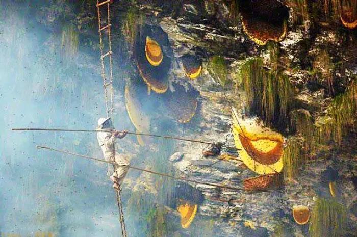 喜马拉雅山采蜜人：绝壁采蜜，专供尼泊尔皇室，一公斤卖3500美金