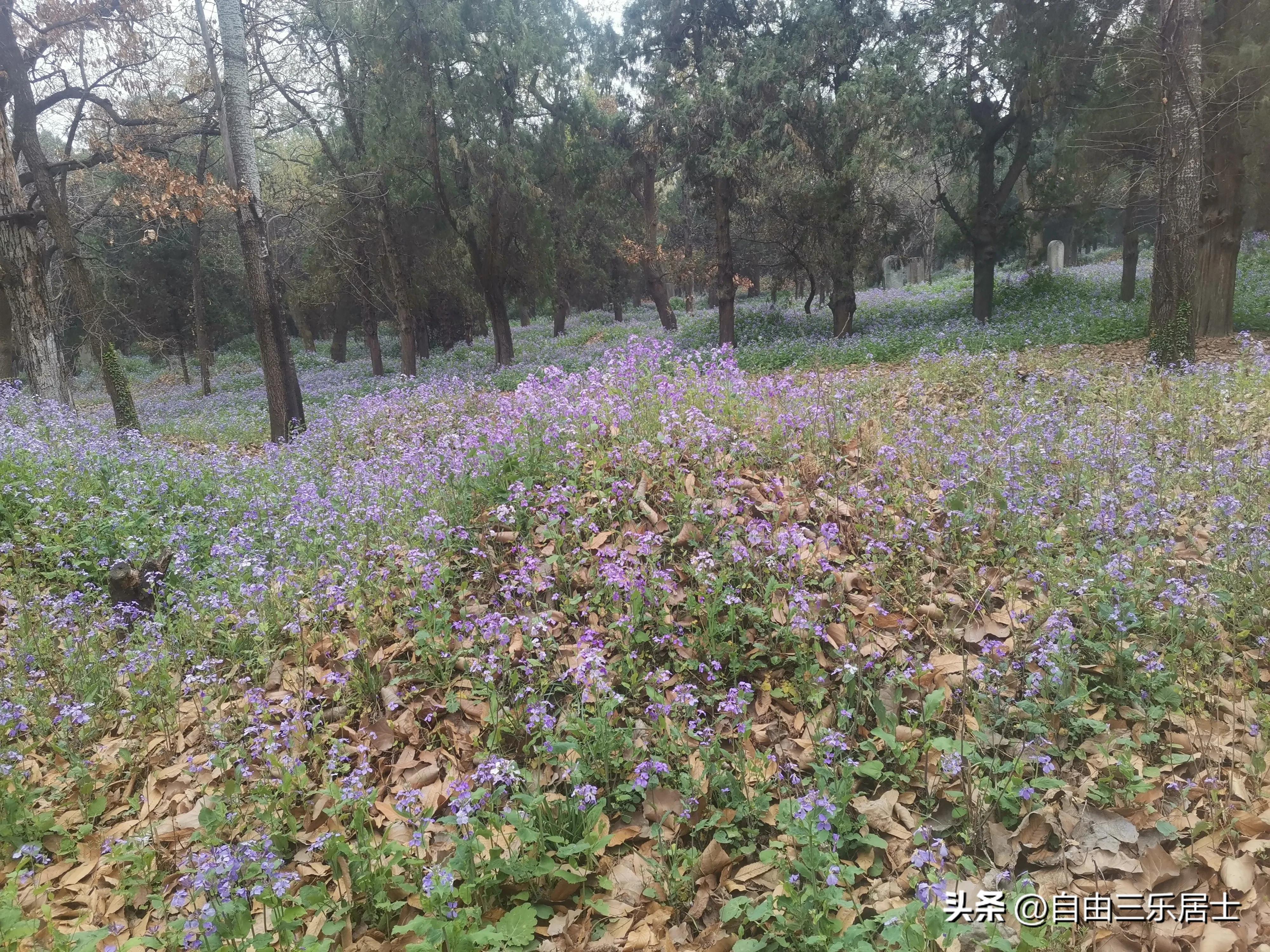 曲阜三孔游记全集,讲好山东故事三孔游记